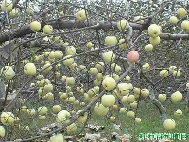 苹果再植病害(苹果树重茬栽如何防病)